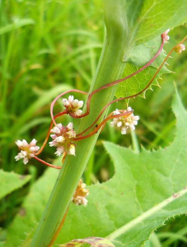 Изображение особи Cuscuta europaea.