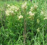 Filipendula ulmaria. Куртина цветущих растений. Саратовская обл., Аткарский р-н, пойма р. Медведица, заливной луг. Конец июня 2011 г.