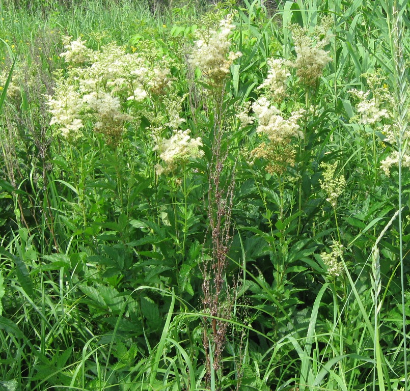 Изображение особи Filipendula ulmaria.