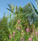 genus Atriplex