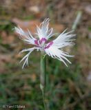 Dianthus pseudosquarrosus