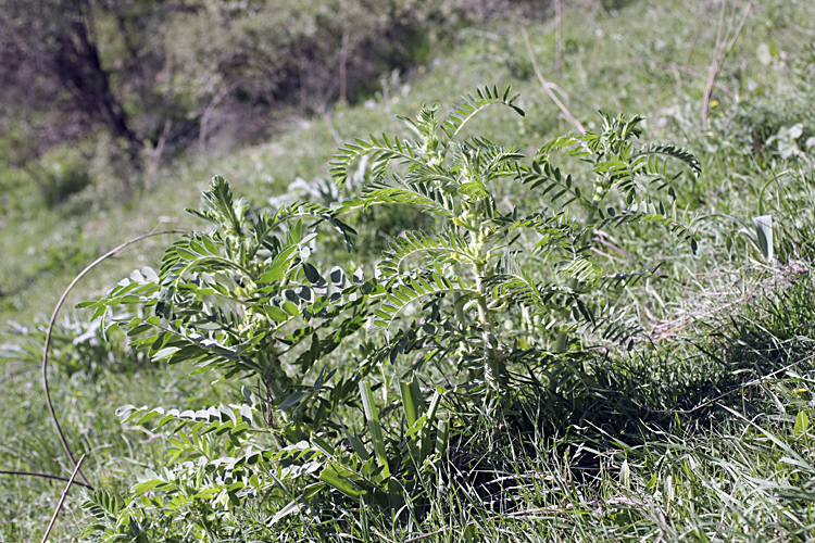 Image of Astragalus sieversianus specimen.