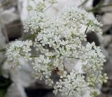 Pimpinella tragium. Соцветие. Ростовская обл., Куйбышевский р-н, окр. с. Лысогорка, на меловом склоне. 17.07.2011.
