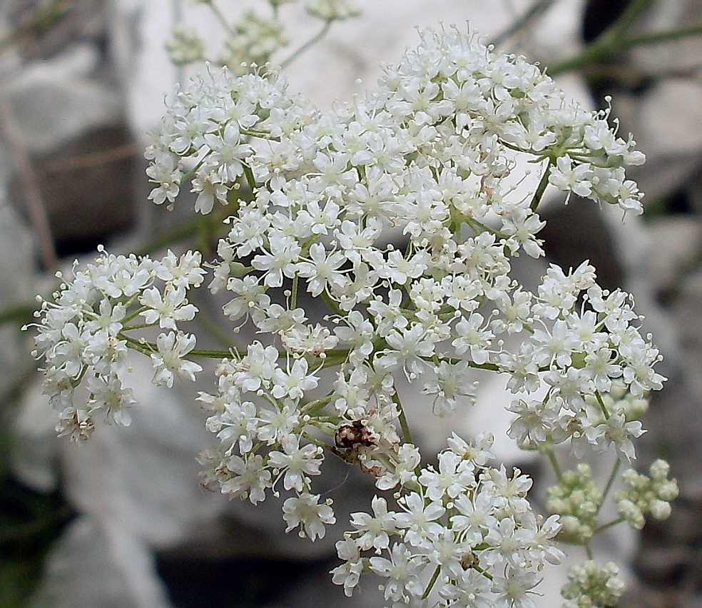 Изображение особи Pimpinella tragium.