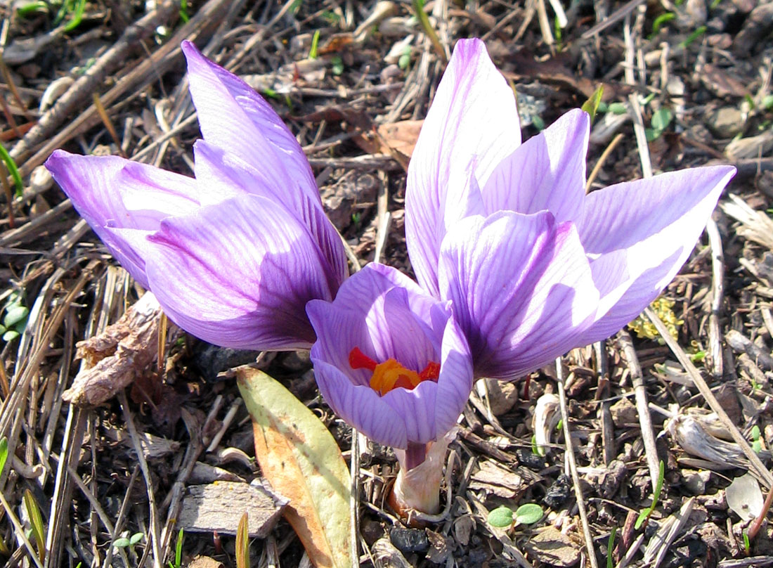 Изображение особи Crocus pallasii.