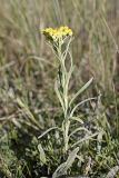 Helichrysum maracandicum. Цветущее растение. Южный Казахстан, верховья Арыси, 1150 м н.у.м. 21.06.2011.