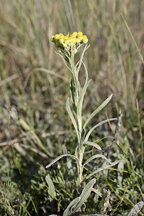 Изображение особи Helichrysum maracandicum.