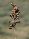 Eversmannia subspinosa. Прошлогоднее соплодие. Казахстан, Джамбульская обл., южнее оз. Балхаш. 13.05.2011.
