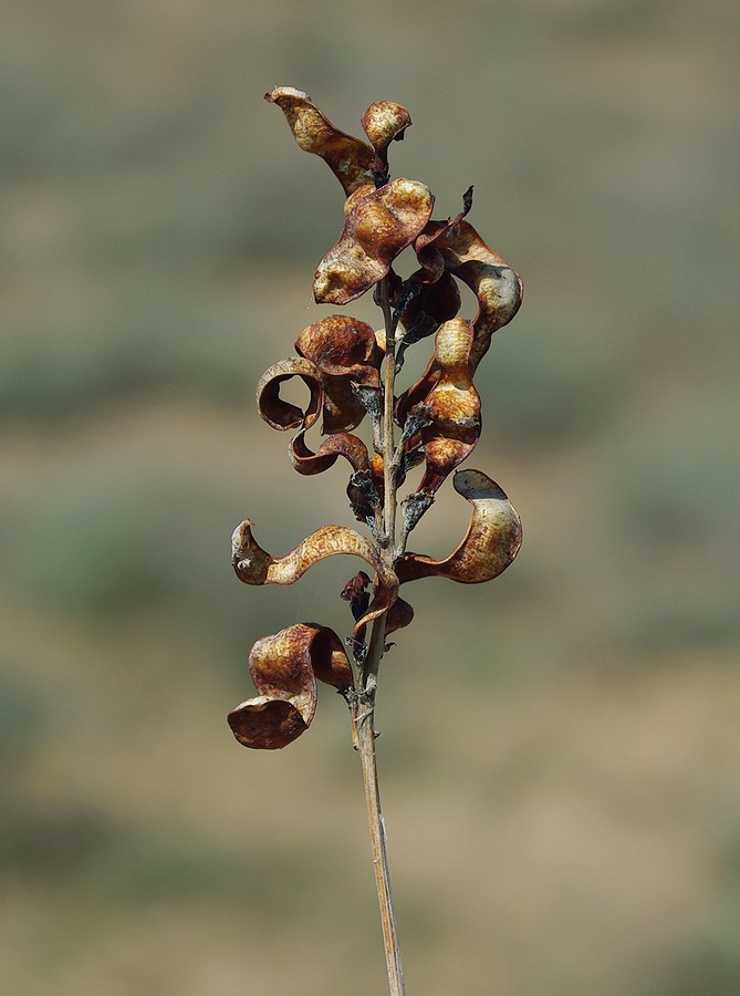 Image of Eversmannia subspinosa specimen.