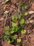 Viola rupestris