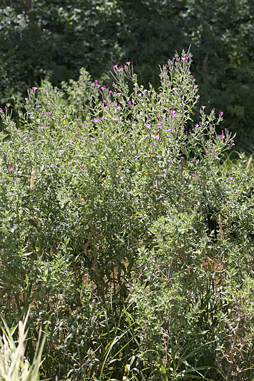 Изображение особи Epilobium velutinum.