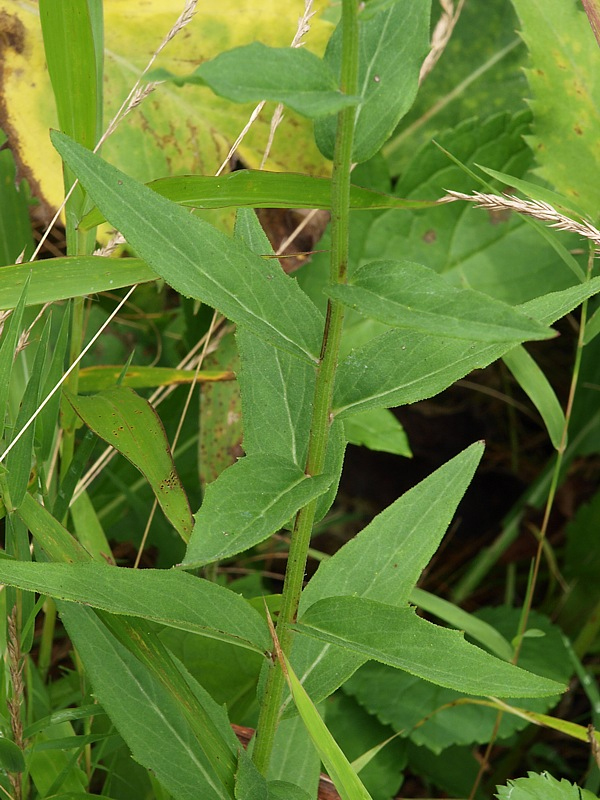 Image of Hieracium umbellatum specimen.