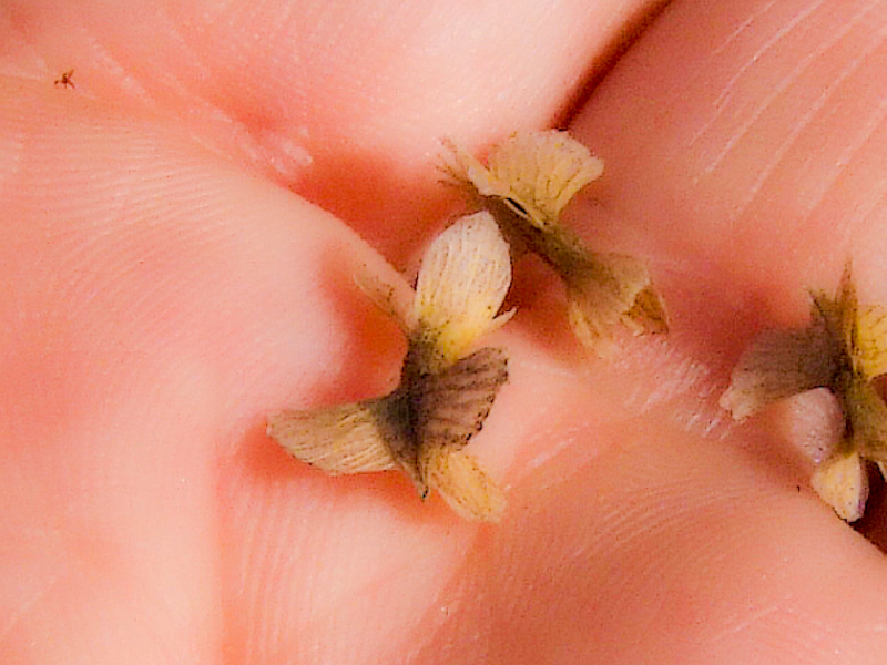 Image of Rumex aeroplaniformis specimen.