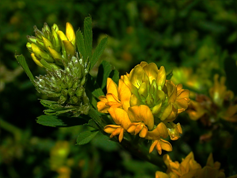 Изображение особи Medicago falcata.