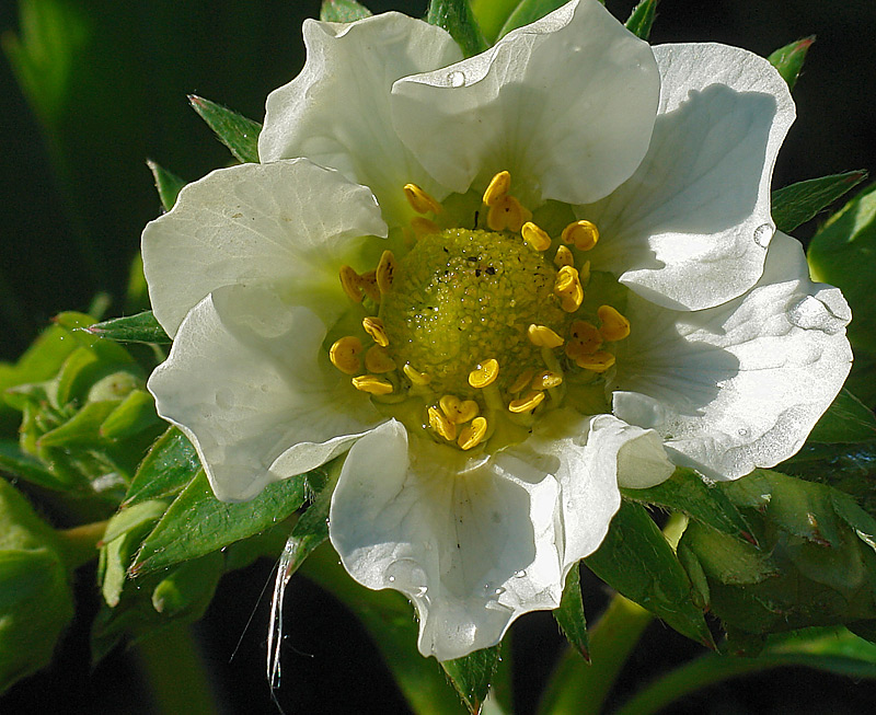 Image of Fragaria &times; ananassa specimen.