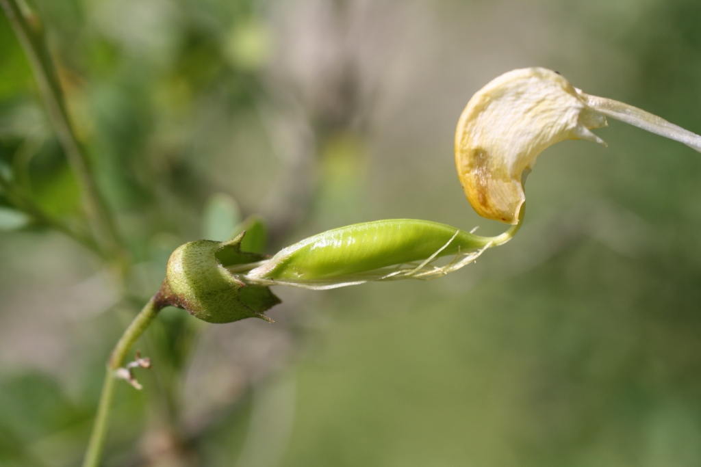 Изображение особи Colutea cilicica.