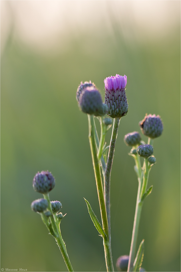 Изображение особи Cirsium arvense.