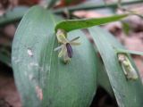 Ruscus hypoglossum