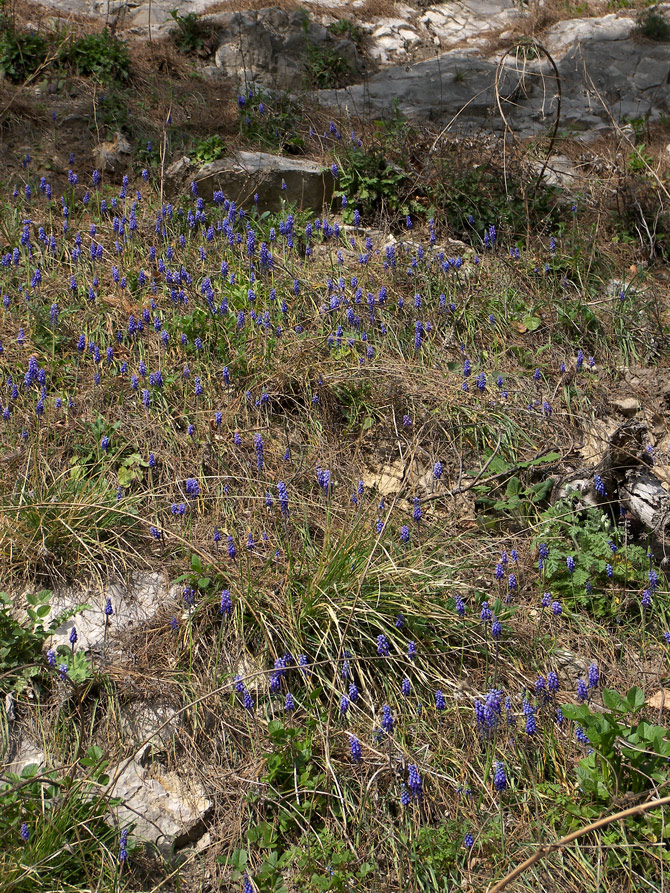 Image of Muscari dolichanthum specimen.