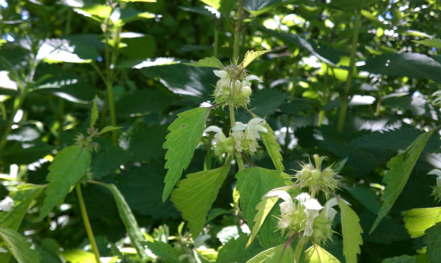 Изображение особи Lamium flexuosum.