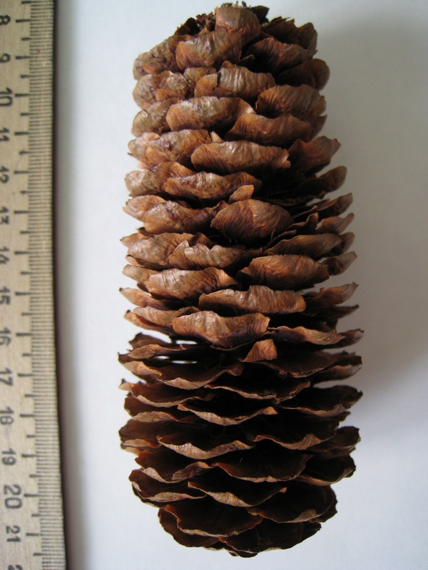 Image of Picea schrenkiana specimen.