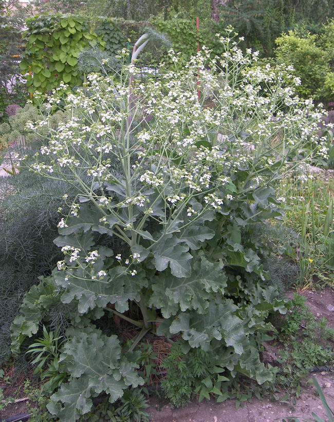 Изображение особи Crambe maritima.