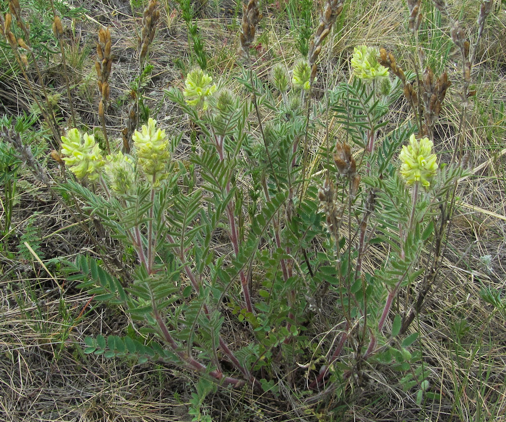 Изображение особи Oxytropis pilosa.