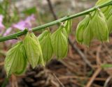 Polygala major. Плоды, прикрытые чашелистиками. Крым, южный берег, окр. Алупки, сосновый лес. 2 июня 2012 г.