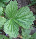 Geum quellyon