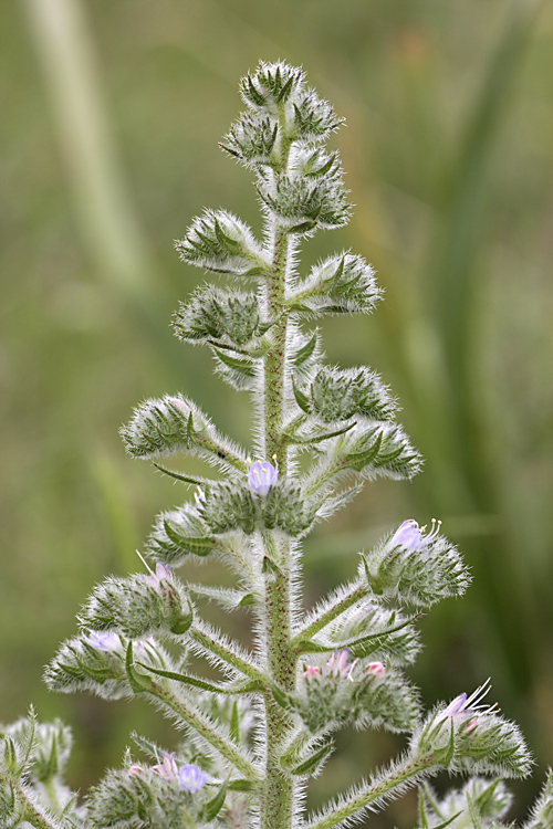 Изображение особи Echium biebersteinii.