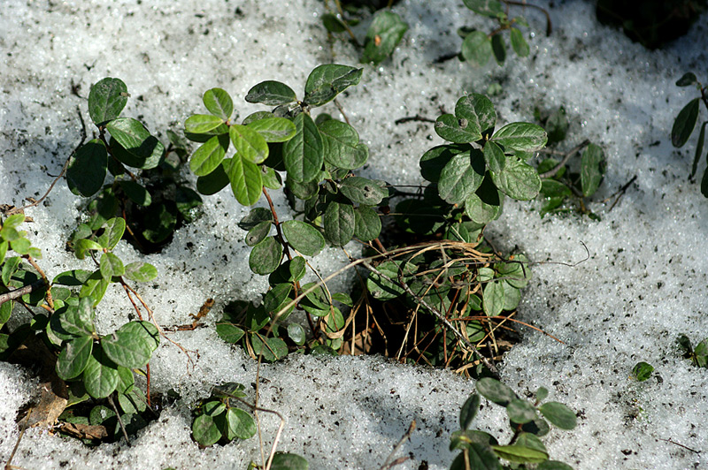 Image of Vaccinium vitis-idaea specimen.