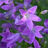 Campanula patula