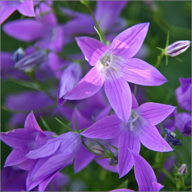 Изображение особи Campanula patula.