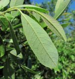 Salix borealis