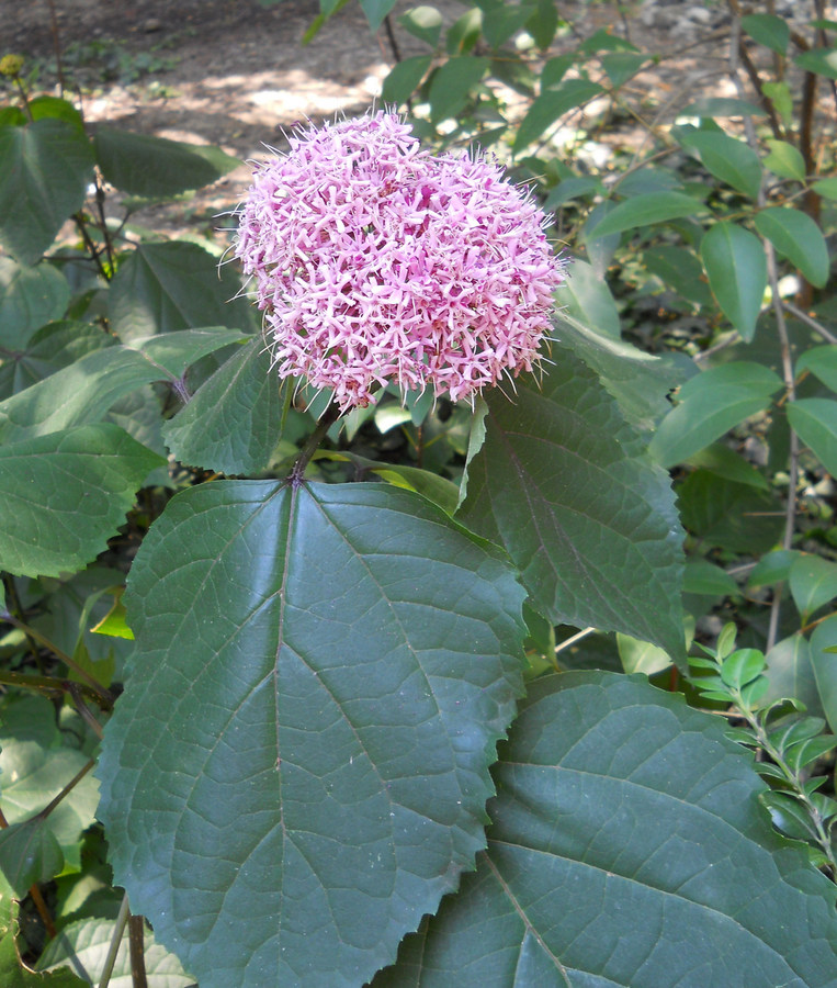 Image of Clerodendrum bungei specimen.