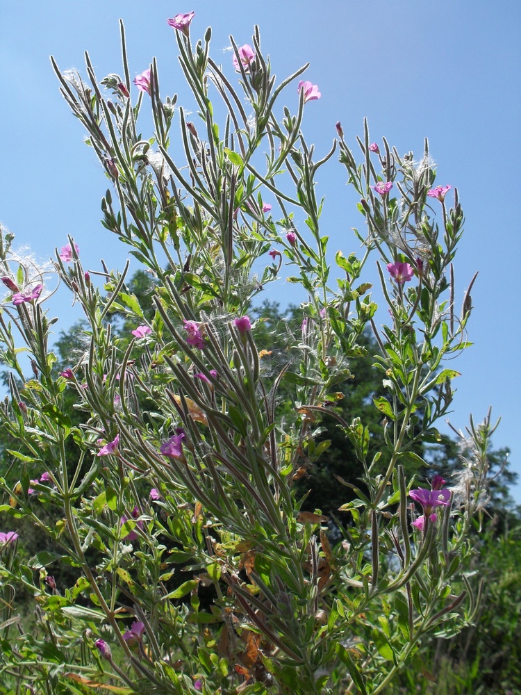 Изображение особи Epilobium hirsutum.