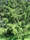 Picea abies