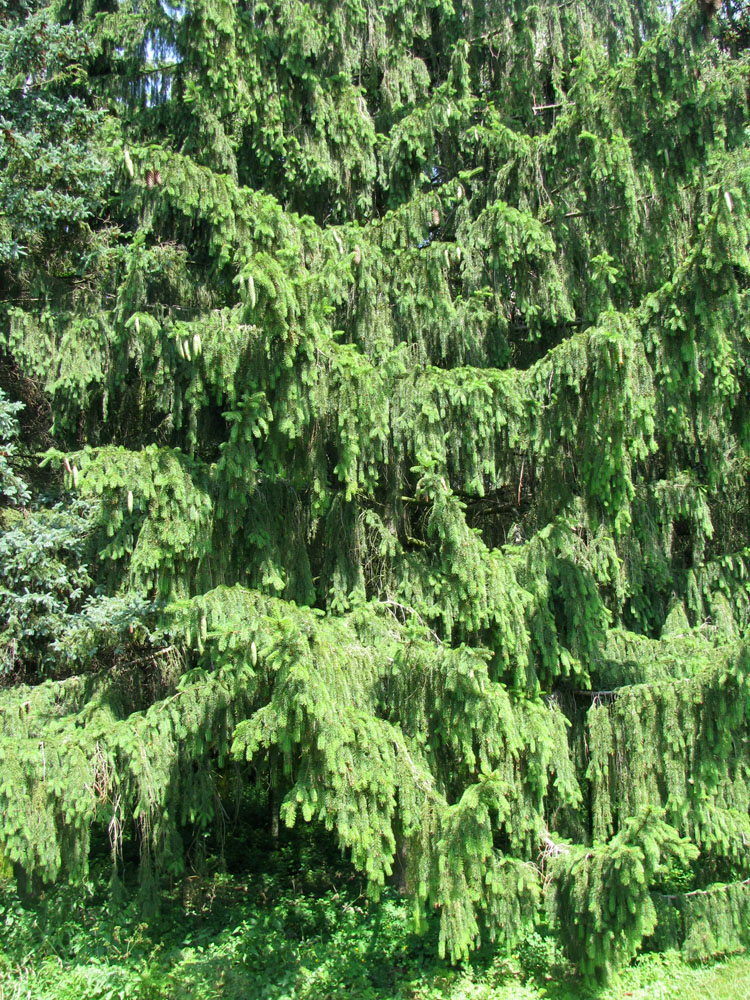 Image of Picea abies specimen.