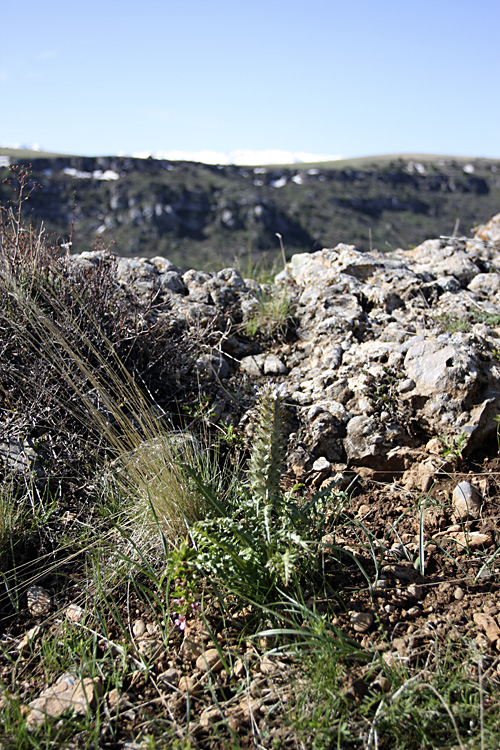 Image of Pedicularis olgae specimen.