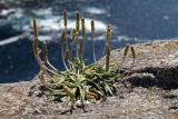 Plantago maritima. Цветущее растение на уступе скалы. Испания, Страна Басков, Бискайя, муниципалитет Бермео (Bermeo), о-в Гастелугаче (Gaztelugatxe). 13.06.2012.