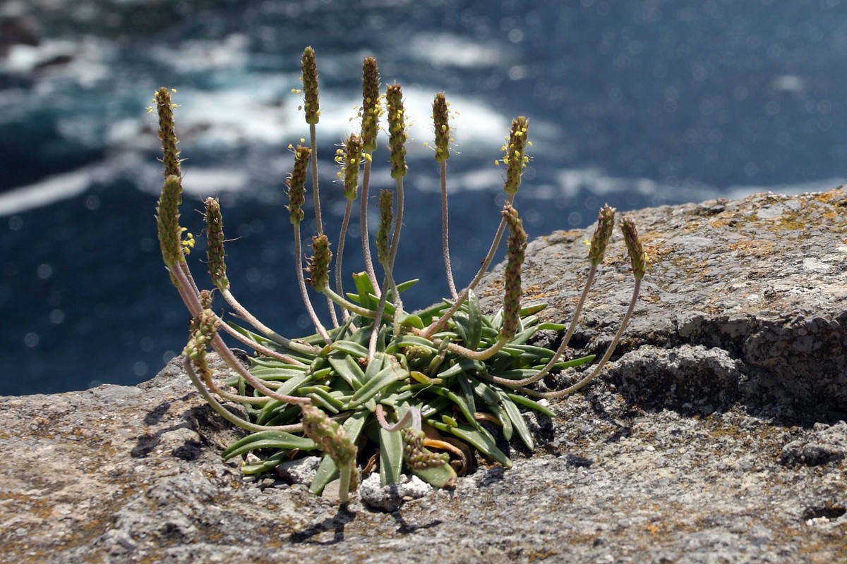 Image of Plantago maritima specimen.