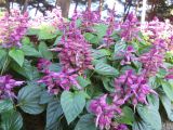 Salvia splendens