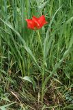 Tulipa lanata