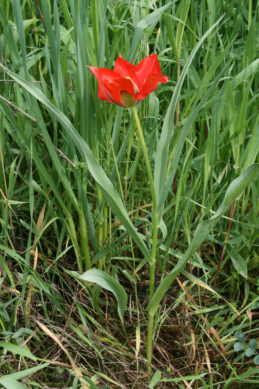 Image of Tulipa lanata specimen.