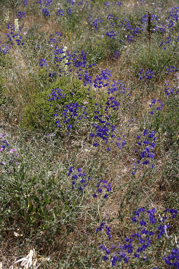 Image of Delphinium longipedunculatum specimen.