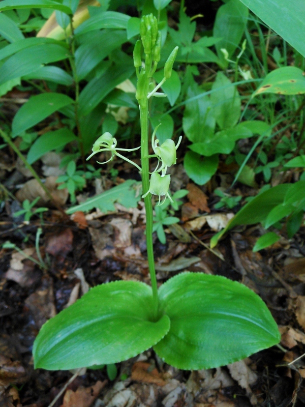 Image of Liparis japonica specimen.