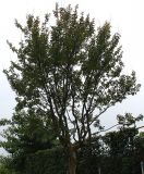 Lagerstroemia indica. Взрослое дерево. Нидерланды, г. Venlo, \"Floriada 2012\". 11.09.2012.