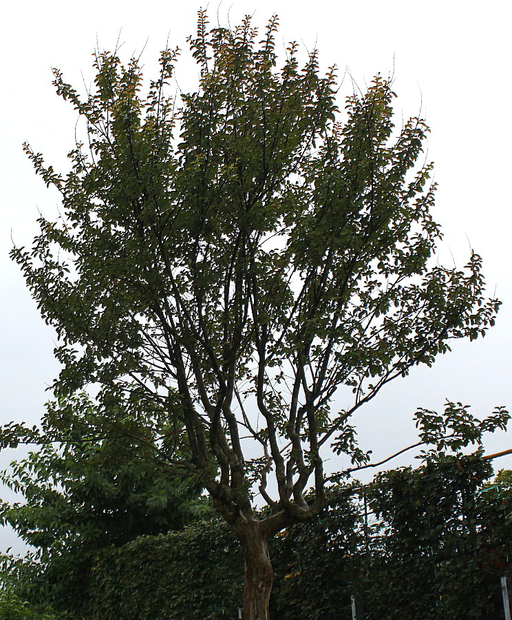 Изображение особи Lagerstroemia indica.