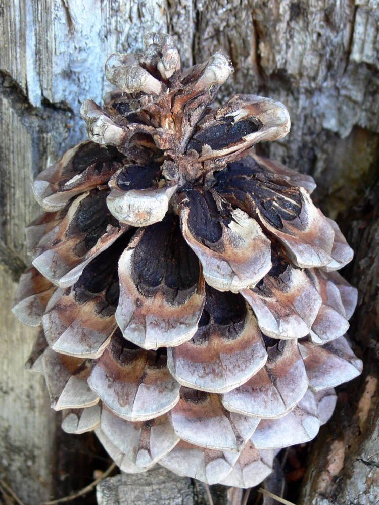Image of Pinus pinea specimen.