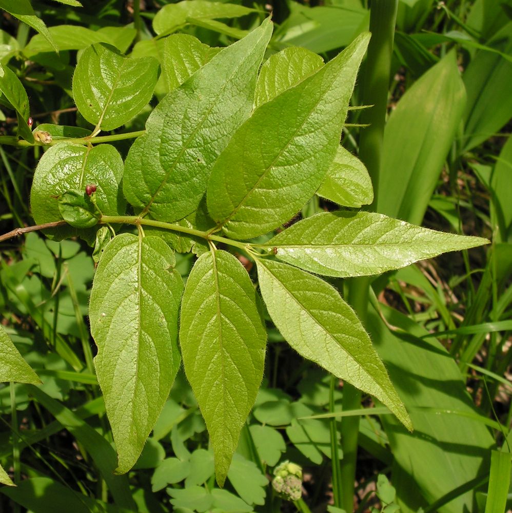 Image of Lonicera maximowiczii specimen.